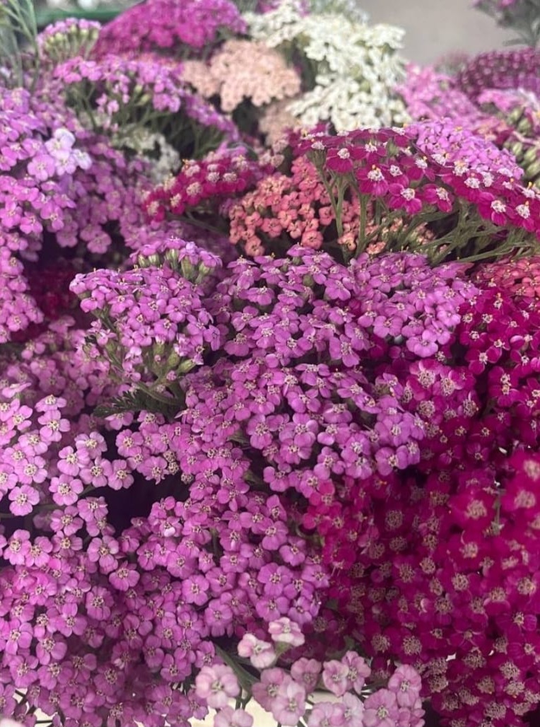 Imagen de Floristería Menta Flowers