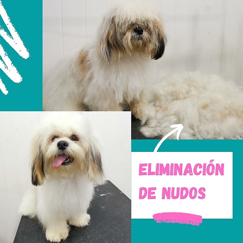 Imagen de negocio en Paseo de perros en Extramurs