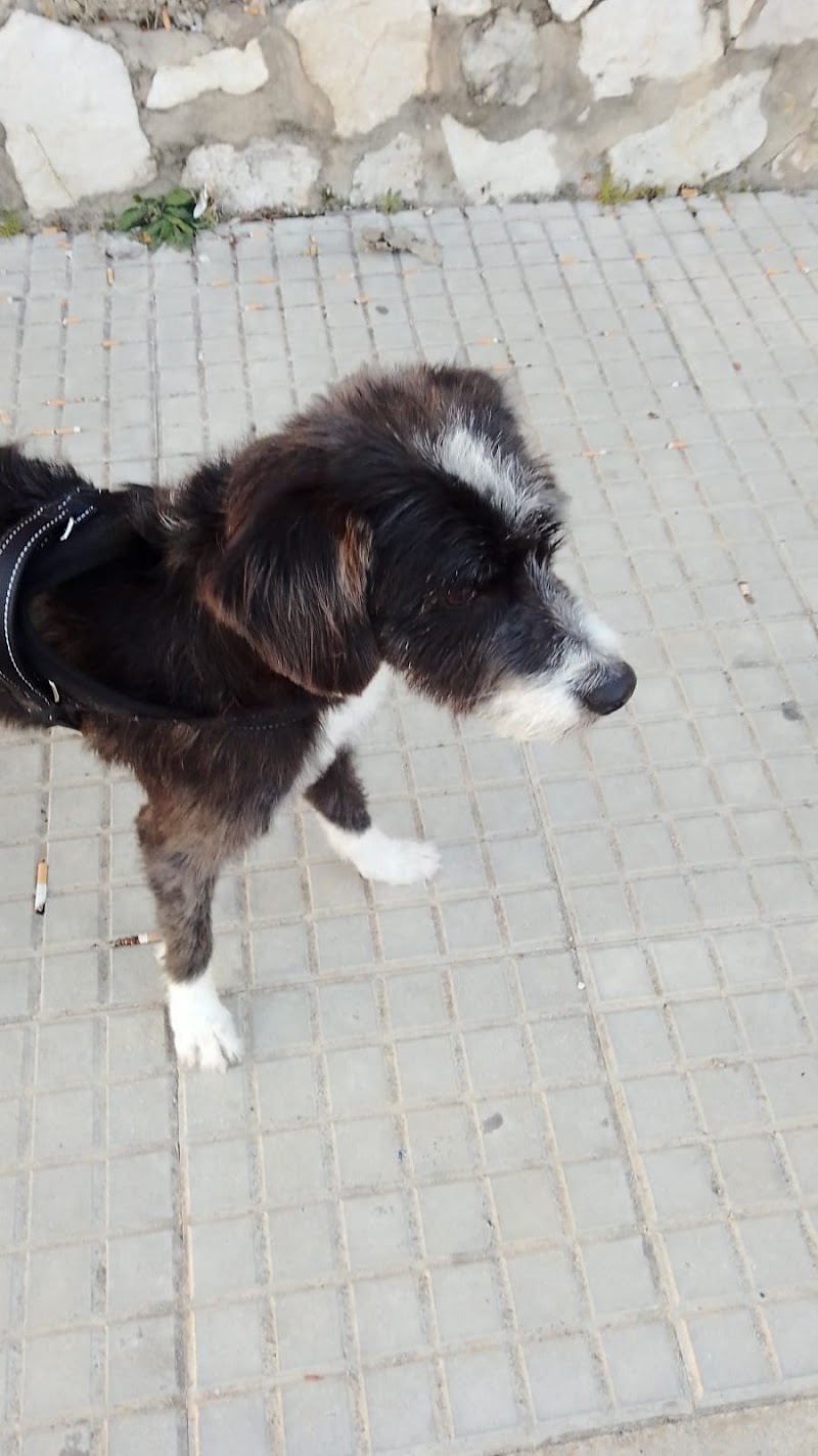 Imagen de negocio en Peluquería canina y felina en Ontinyent