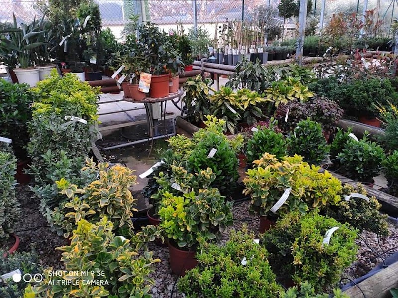 Imagen de La Solana Vivers