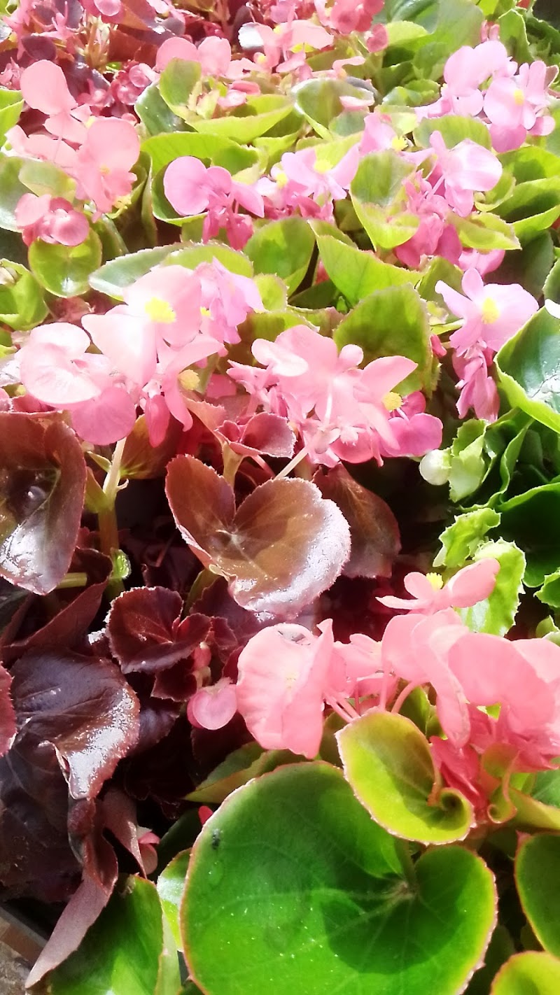 Imagen de La Solana Vivers