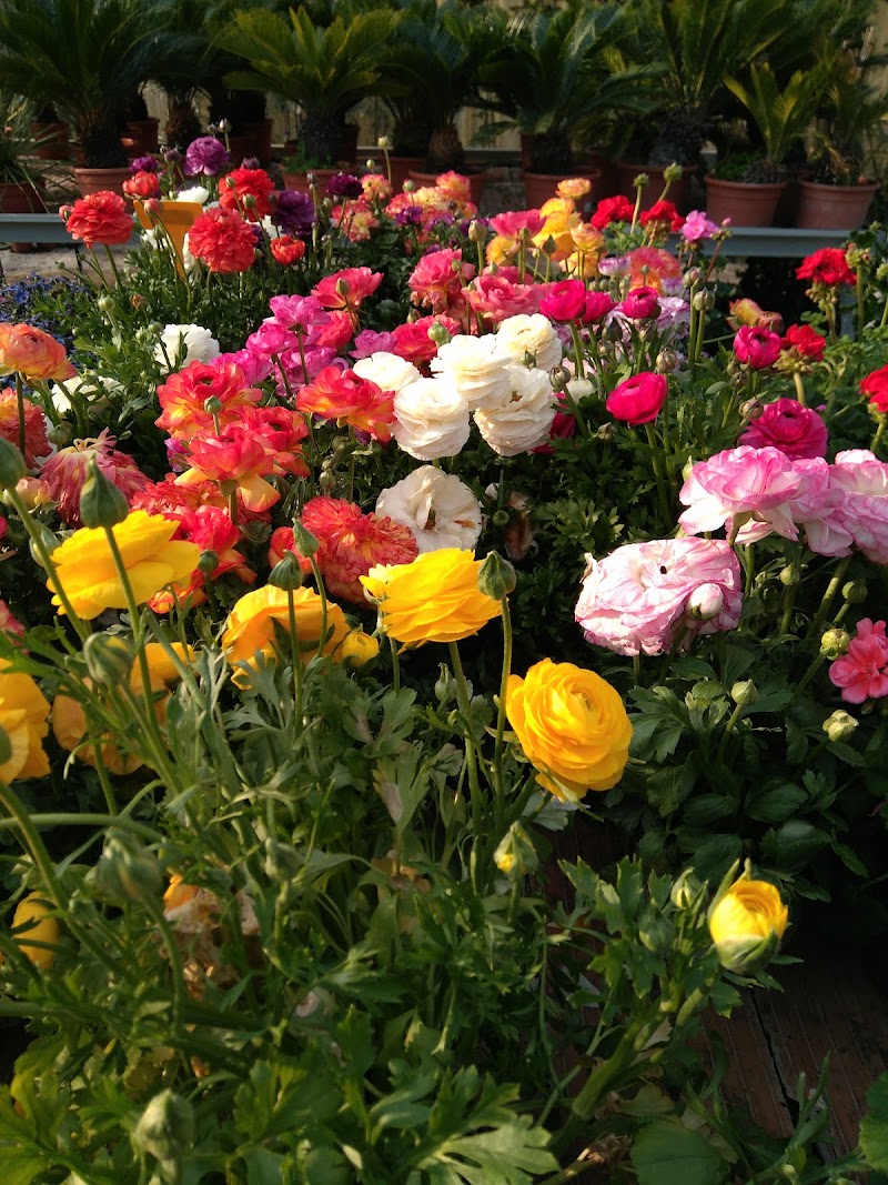 Imagen de Jardines Joyma S.l.