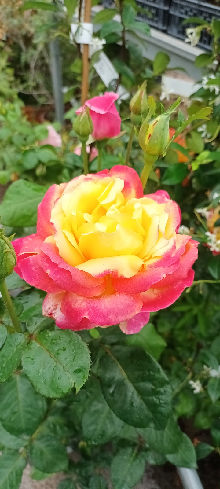 Imagen de Jardines Joyma S.l.