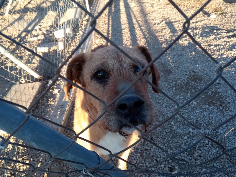 Imagen de negocio en Protectora de animales en Provincia de Valencia