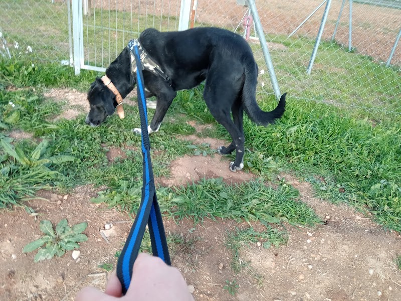 Imagen de negocio en Protectora de animales en Provincia de Valencia