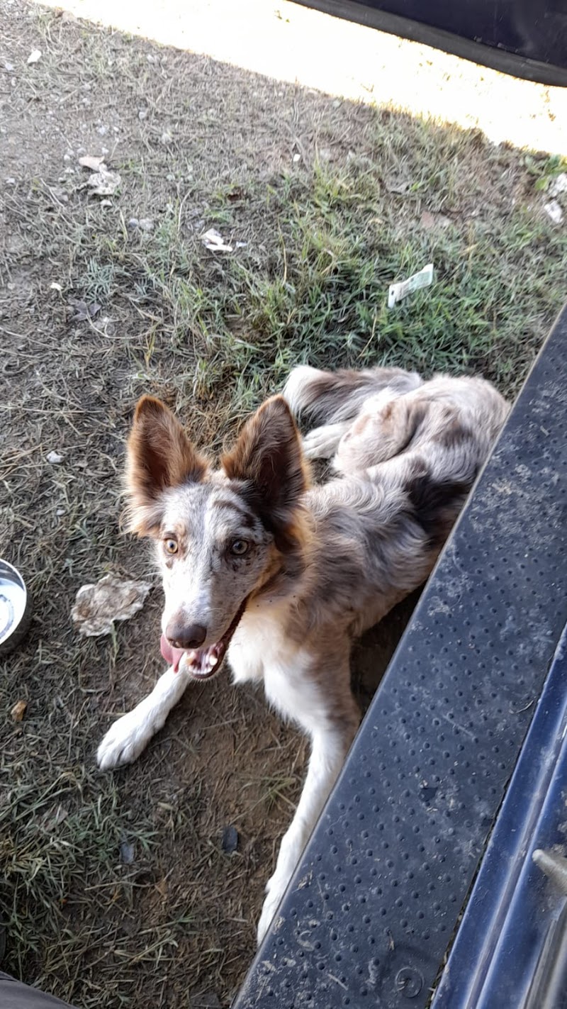 Imagen de negocio en Mascotas y animales en Carrión de los Céspedes