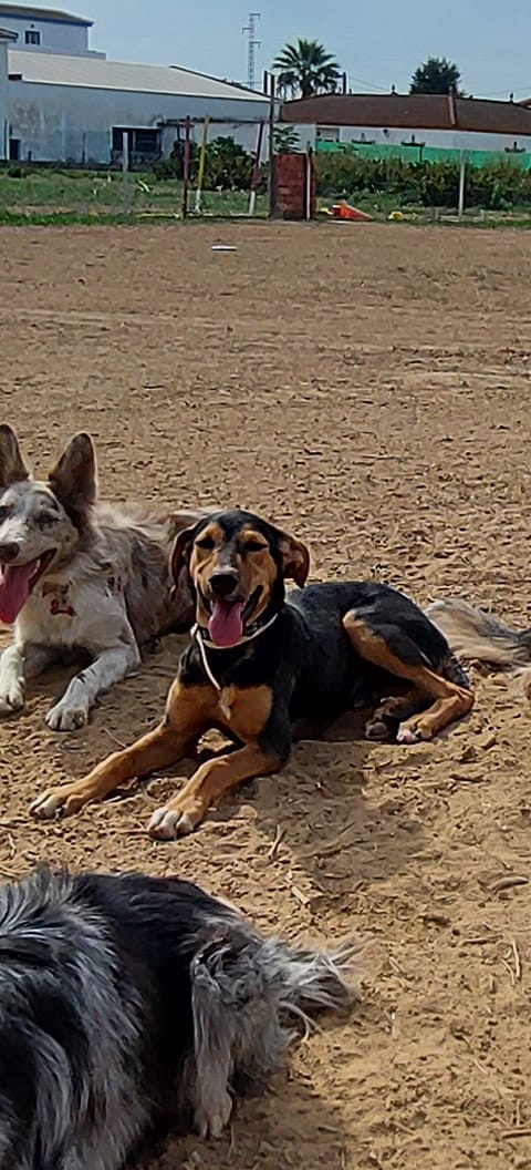 Imagen de negocio en Mascotas y animales en Carrión de los Céspedes
