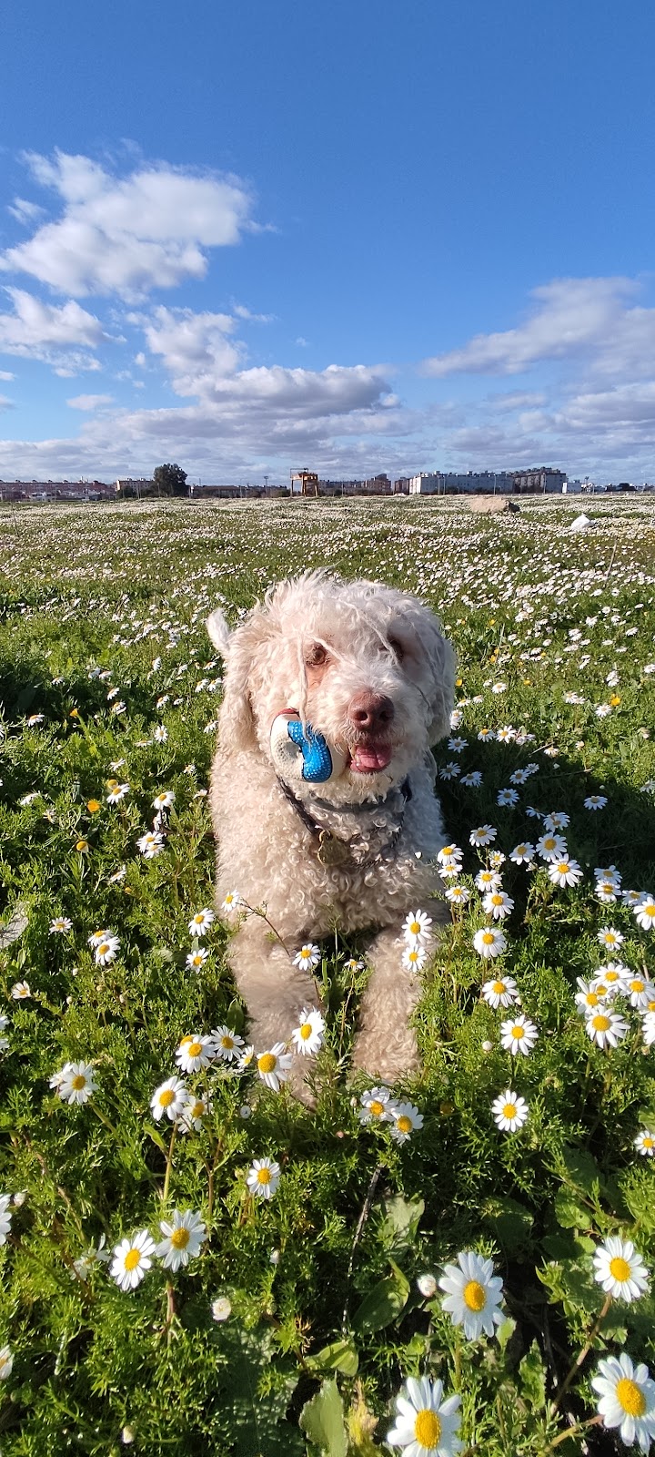 Imagen de Brocan Adiestramiento Canino