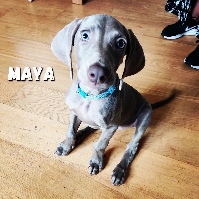 Imagen de Brocan Adiestramiento Canino