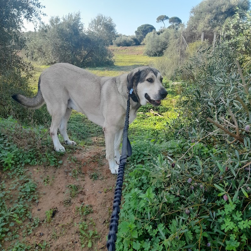 Imagen de Brocan Adiestramiento Canino
