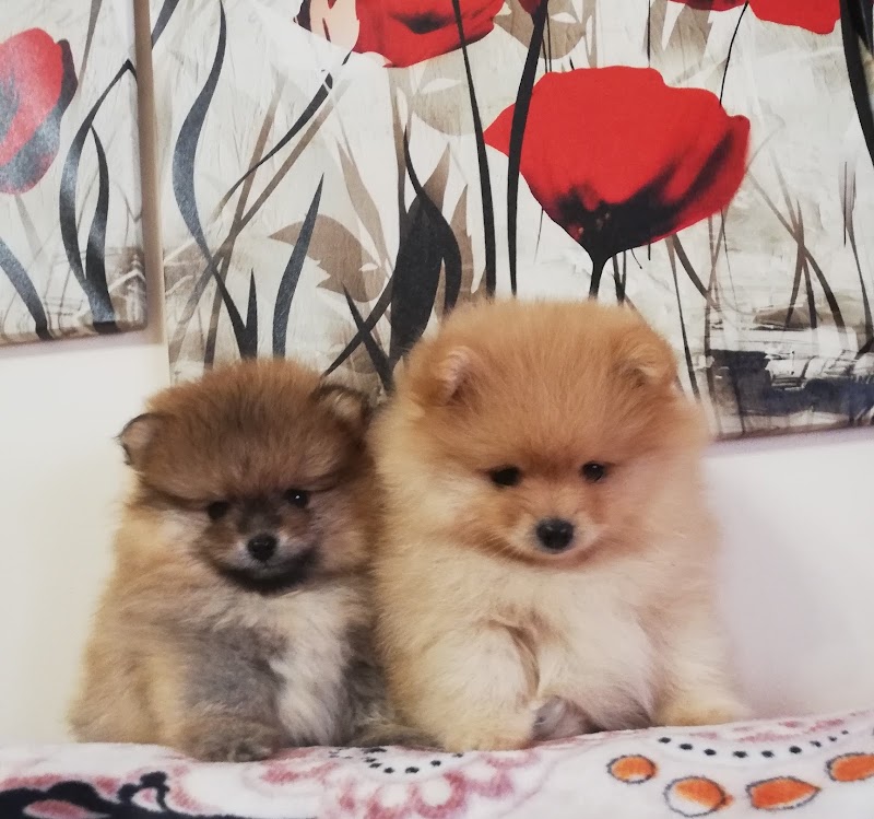 Imagen de Semillas, Piensos y Mascotas Titi