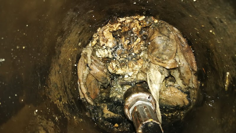 Imagen de Desokuplag Prevención y Control de Plagas