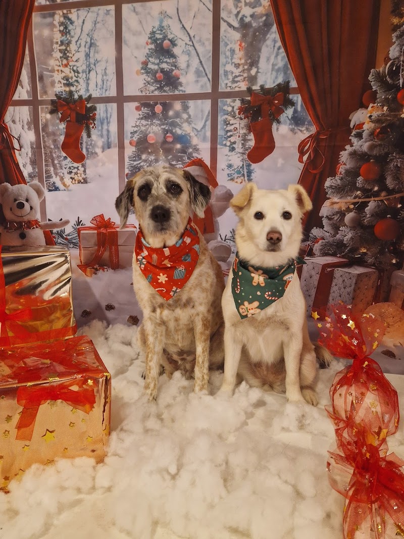 Imagen de negocio en Peluquería canina y felina en Gerena