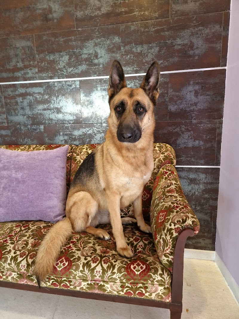Imagen de negocio en Peluquería canina y felina en Gerena