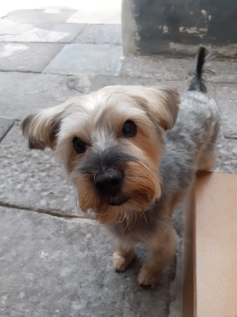 Imagen de Clínica Veterinaria Huellas