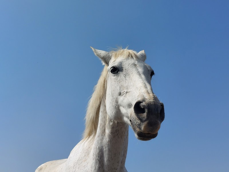 Imagen de Tierra de Caballos