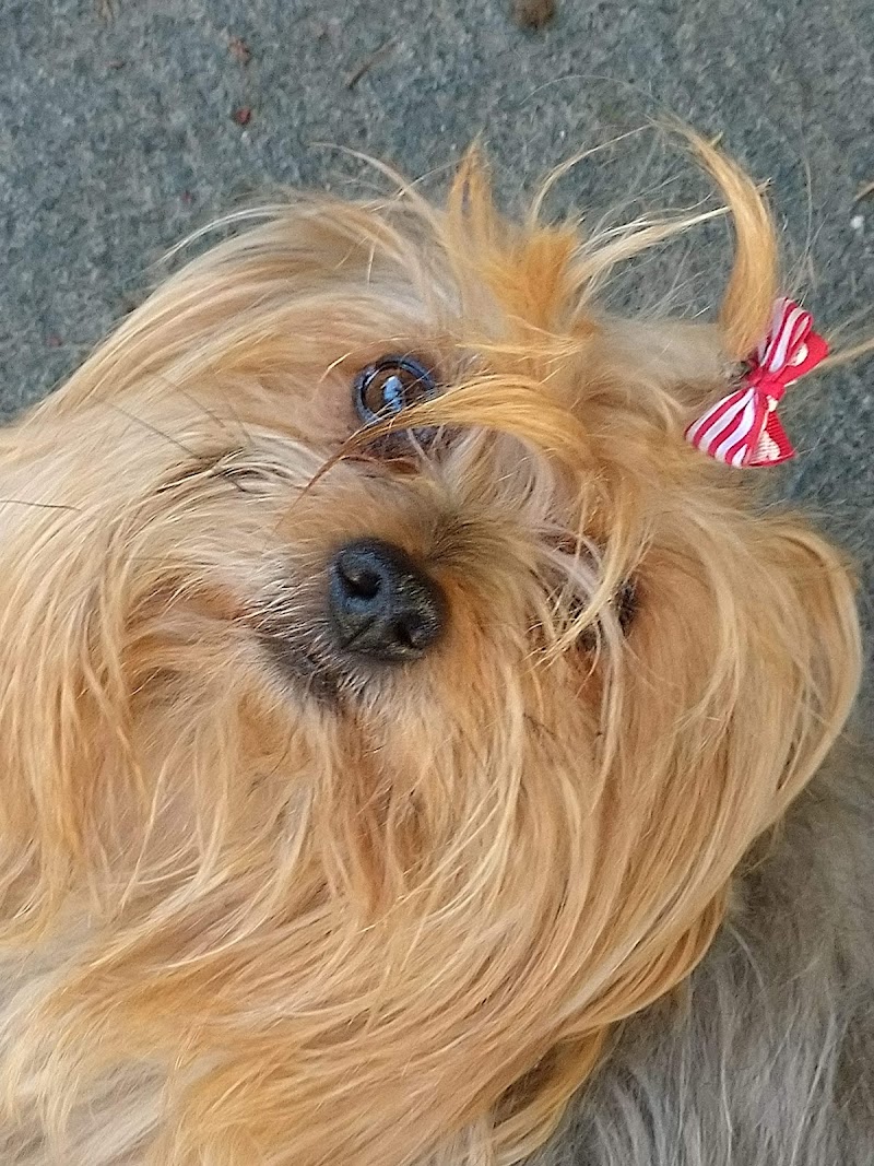 Imagen de negocio en Clínica veterinaria en Tafira Baja