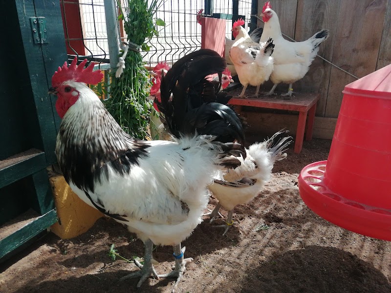 Imagen de negocio en Clínica veterinaria en Tafira Baja