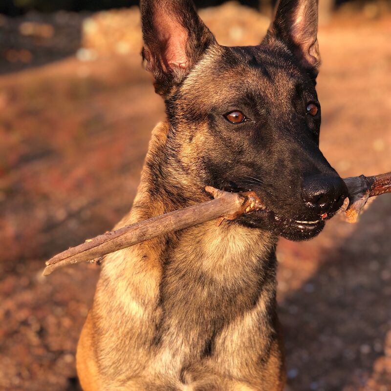 Imagen de Adiestrador Canino Alicante-wild Wild Dog