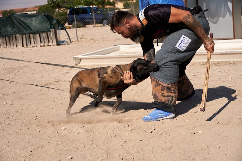 Imagen de Adiestrador Canino Alicante-wild Wild Dog