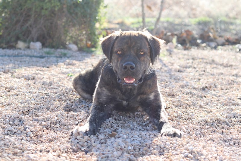 Imagen de Adiestrador Canino Alicante-wild Wild Dog