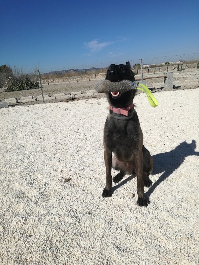 Imagen de Adiestrador Canino Alicante-wild Wild Dog