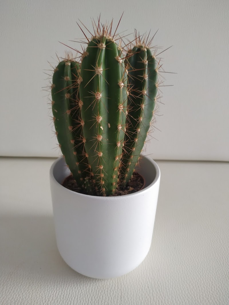 Imagen de Cactus Chic