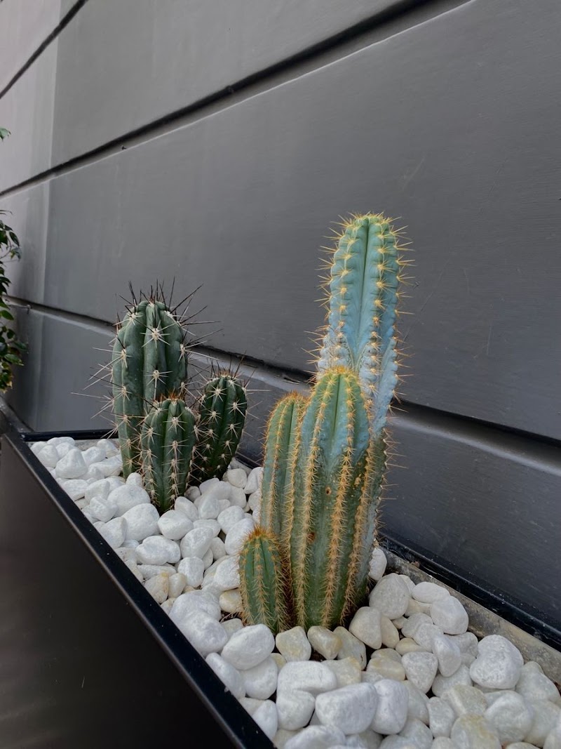 Imagen de Cactus Chic