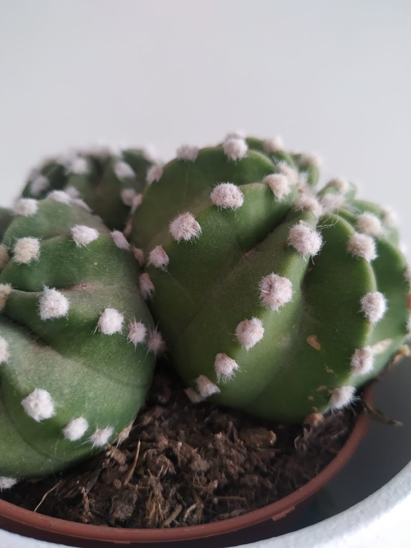 Imagen de Cactus Chic