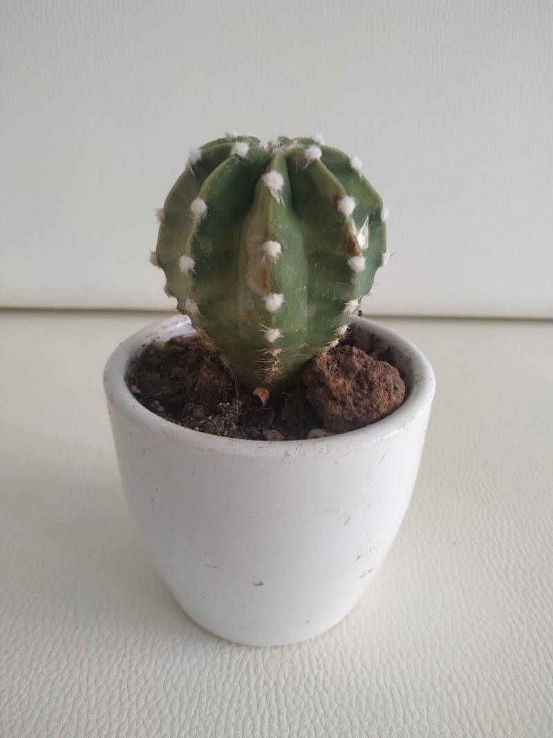 Imagen de Cactus Chic