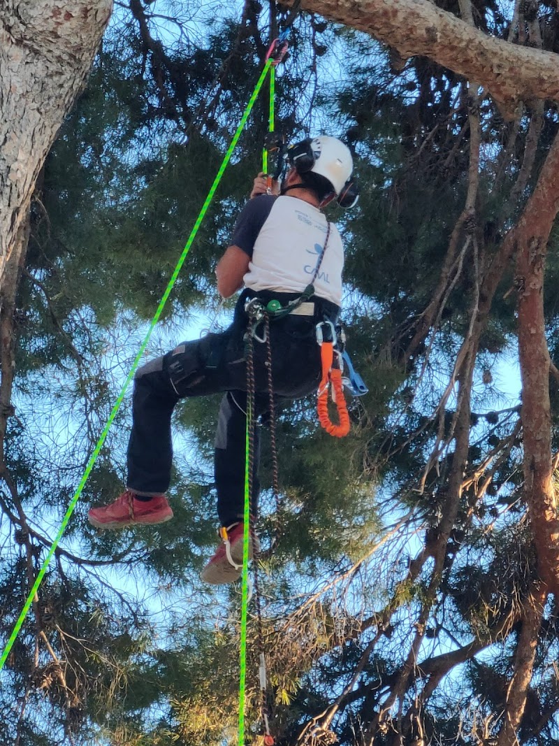 Imagen de Caval – Poda en Altura. Jardinería