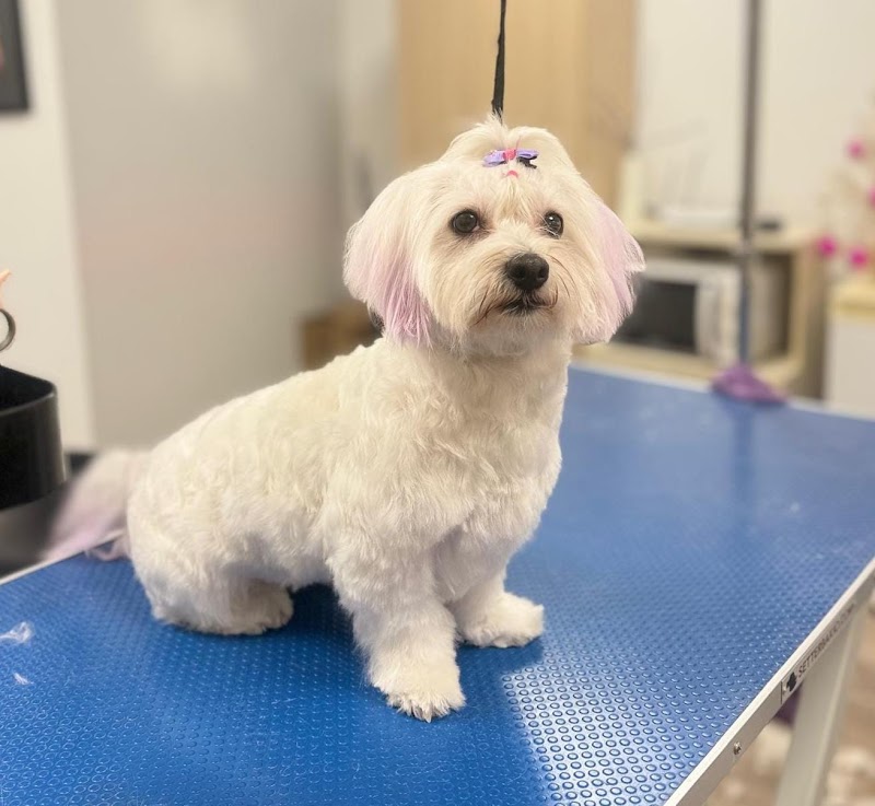 Imagen de Isama Estilista Canina y Felina