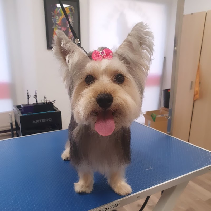 Imagen de Isama Estilista Canina y Felina