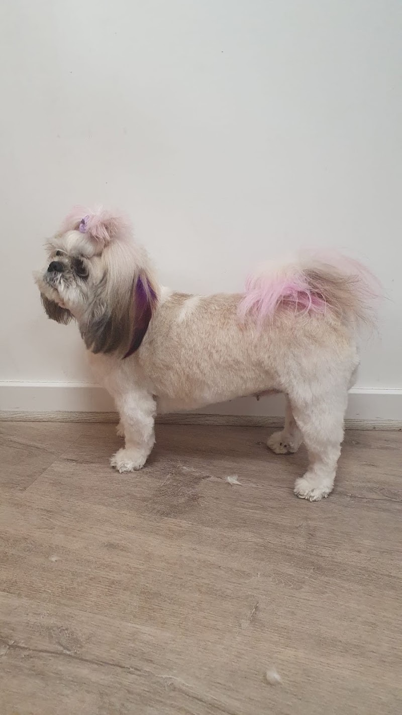 Imagen de Isama Estilista Canina y Felina