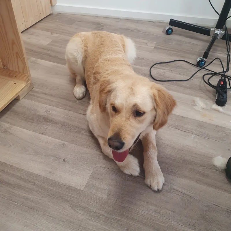 Imagen de Isama Estilista Canina y Felina