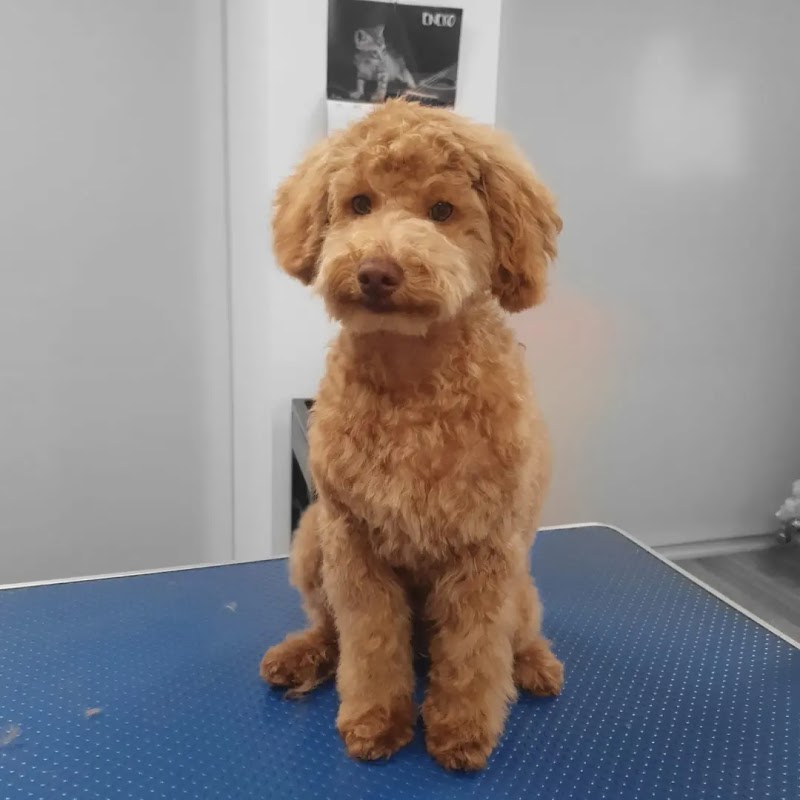 Imagen de Isama Estilista Canina y Felina