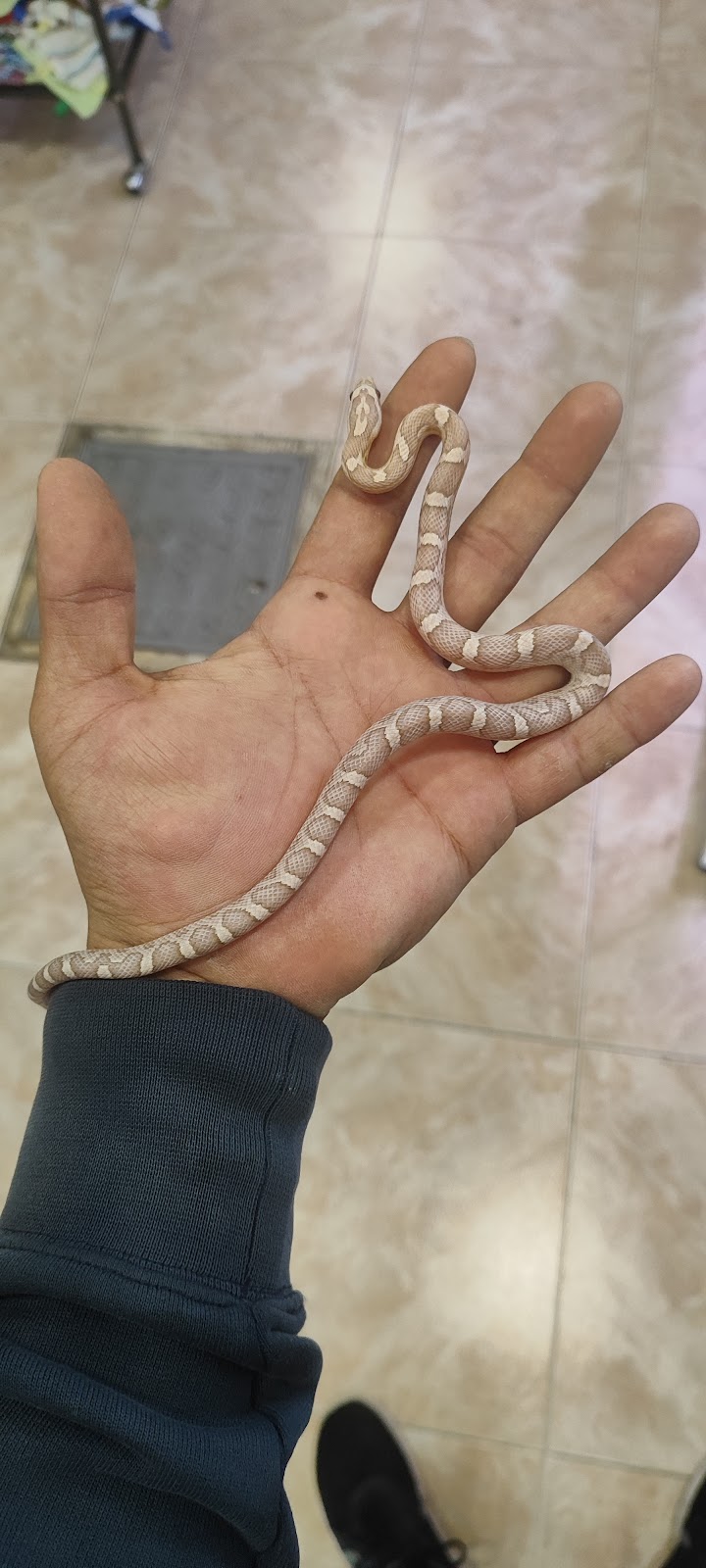 Imagen de Shagi Mascotas