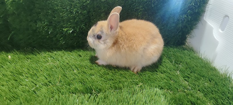 Imagen de Shagi Mascotas