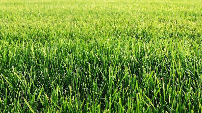 Imagen de Vita Verde Jardinería