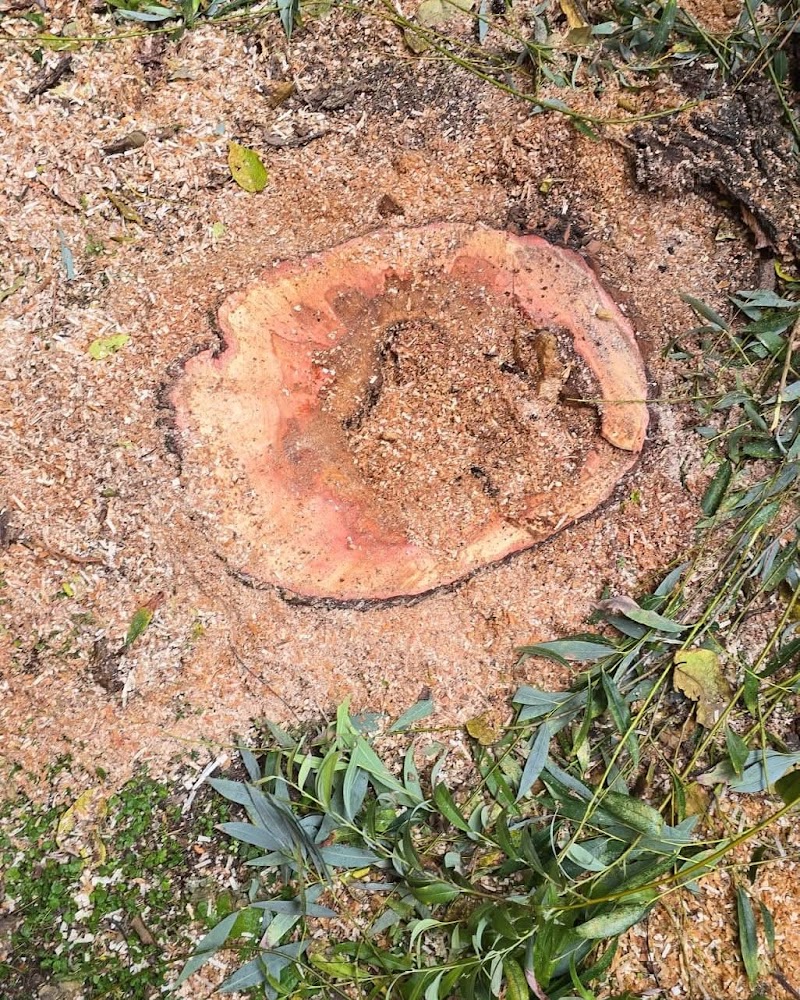 Imagen de Vita Verde Jardinería