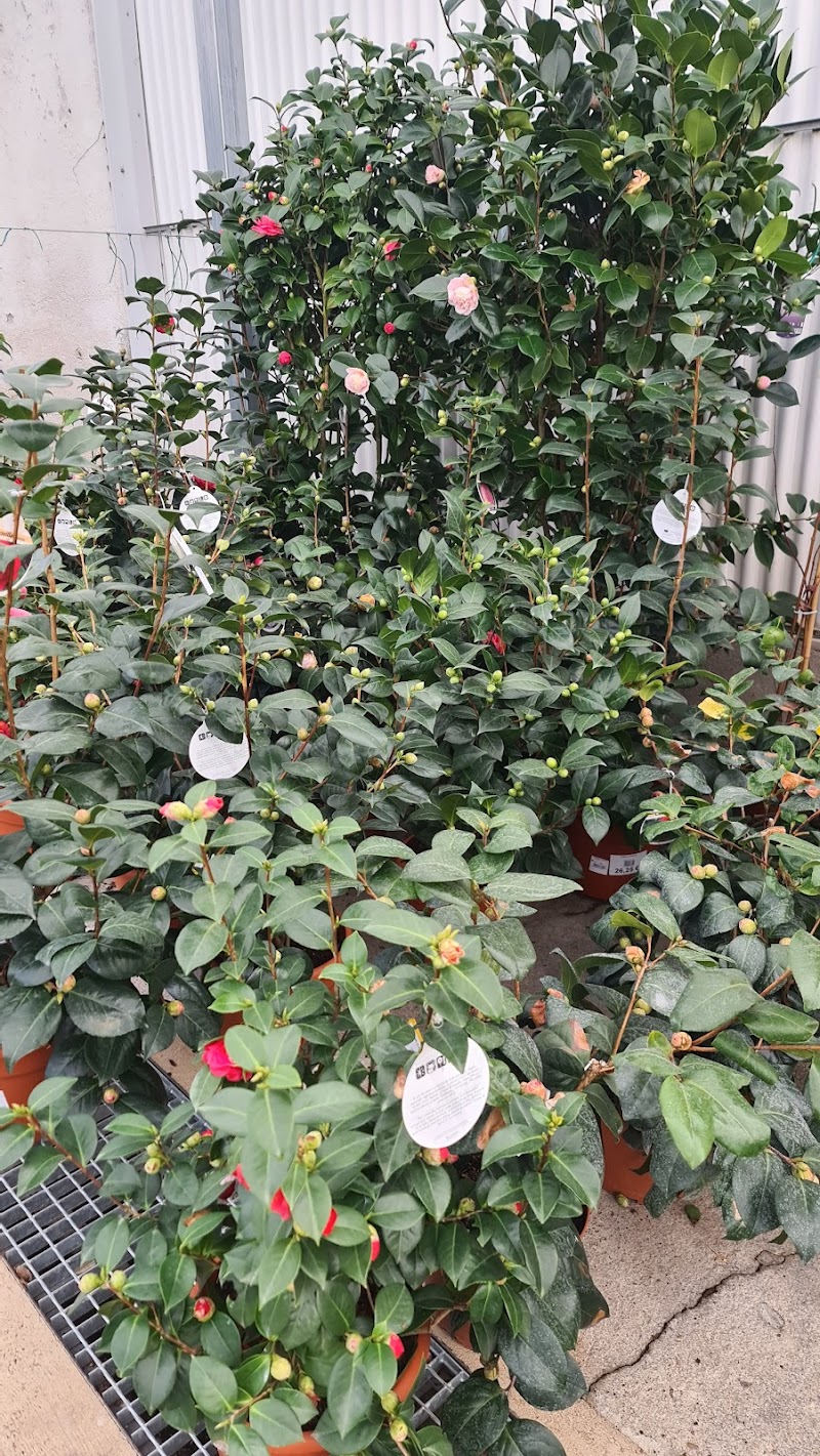 Imagen de Jardineria Rolando