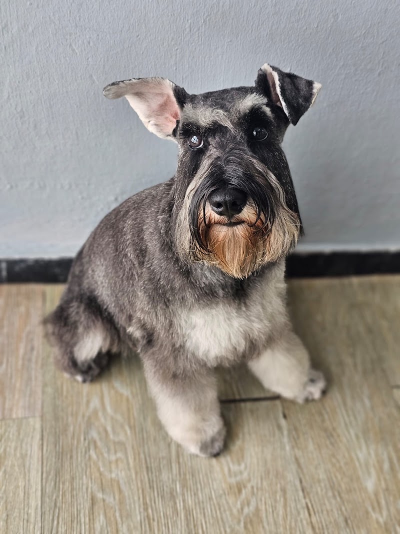 Imagen de negocio en Baño y spa para mascotas en Provincia de Las Palmas