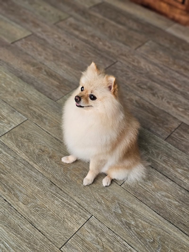 Imagen de negocio en Baño y spa para mascotas en Provincia de Las Palmas