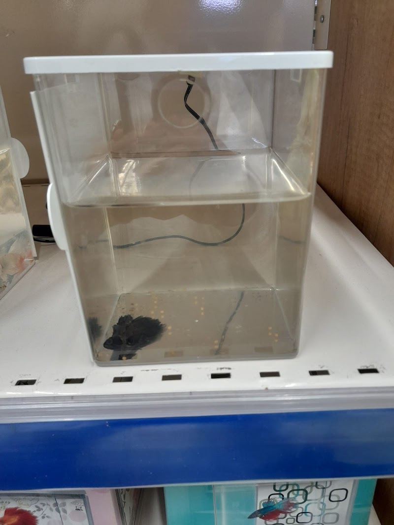 Imagen de Kiwoko. Mundo Animal