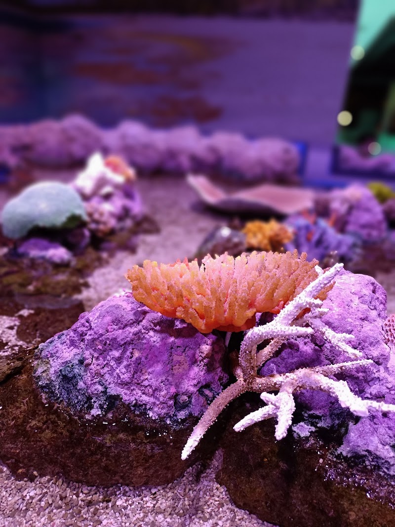 Imagen de Pisando Mundo Agencia de Viajes en Gandia España