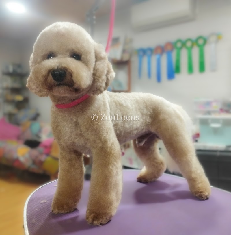 Imagen de negocio en Baño y spa para mascotas en Palma de Gandía