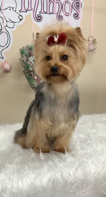 Imagen de Corte y Mimos – Peluquería Canina