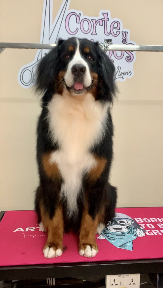 Imagen de Corte y Mimos – Peluquería Canina