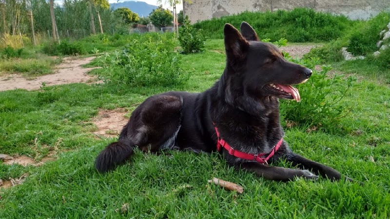 Imagen de Puppy Shower