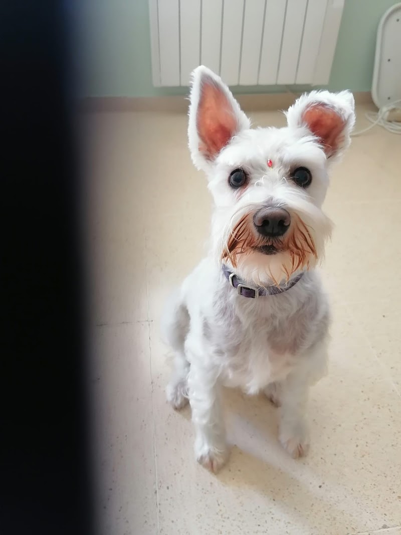 Imagen de Pèls & Go